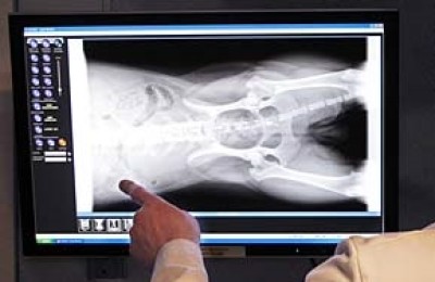 Diagnostica per immagini ambulatorio veterinario thuja reggio calabria