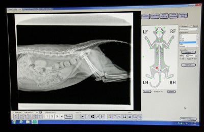 Diagnostica per immagini ambulatorio veterinario thuja reggio calabria